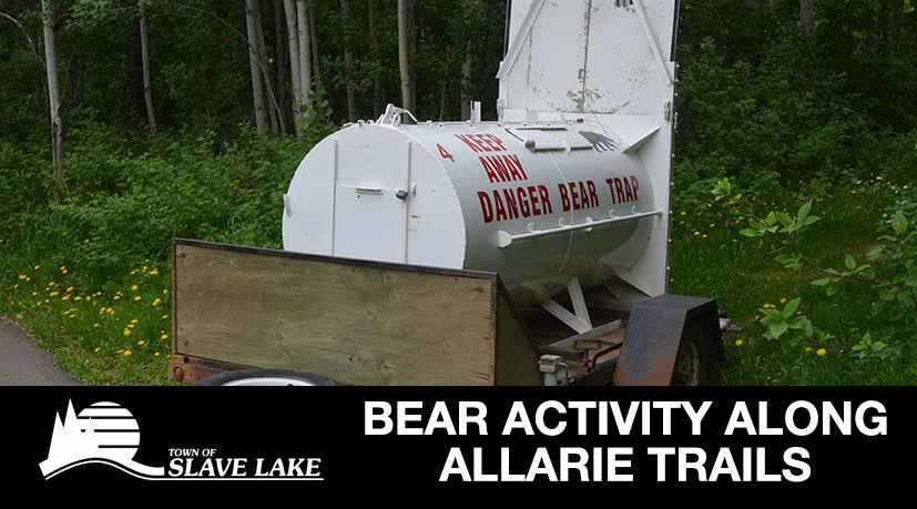 Bear Activity