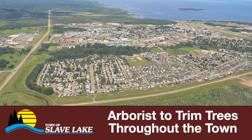 Arborist to Trim Trees Throughout the Town